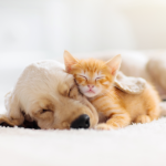 puppy and kitten sleeping